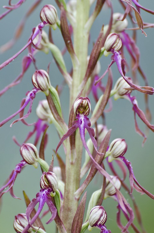 Himantoglossum adriaticum?